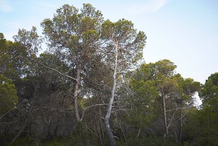 Pinus halepensis trees in Balearic islands