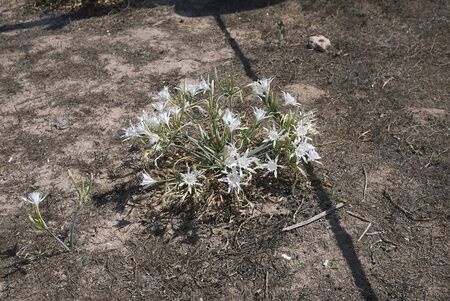 white flowers of Pancratium maritimum in Ibiza islandの写真素材