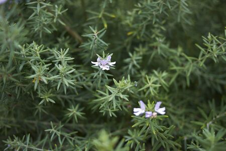 white spotted flowers of Westringia fruticosa shrub
