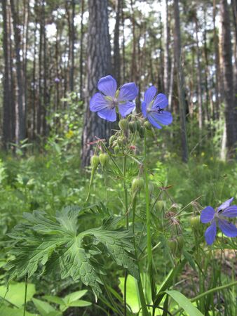 blue pruple flowers of Geranium pratense plants on the Alpsの写真素材