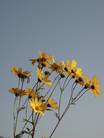 yellow flowers of Helianthus tuberosus plants