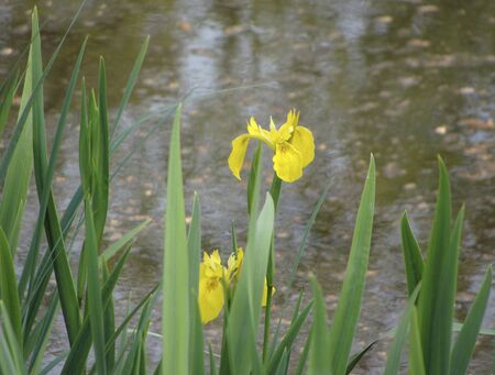 yellow blossom of Iris pseudacorus plants 