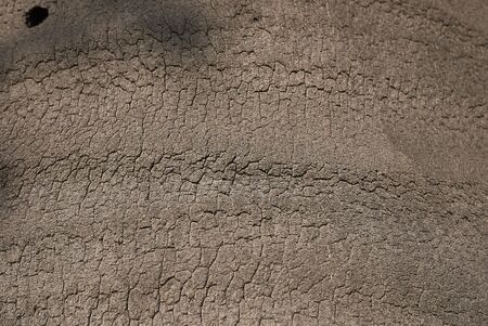 trunk close up of Jubaea chilensis palmの写真素材