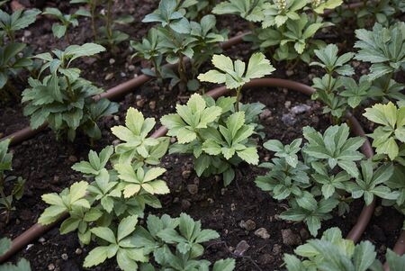 Pachysandra terminalis plants in a gardenの写真素材