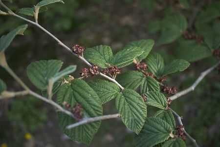 Hamamelis virginiana branch close upの写真素材