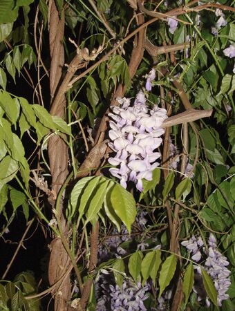 violet flowers of Wisteria sinensis  climber plantの写真素材