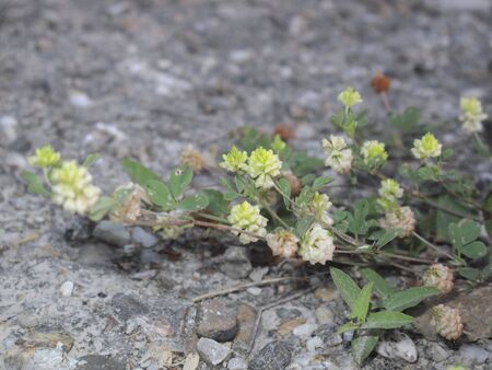 yellow little flowers of Trifolium campestre plant