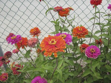 Zinnia elegans colorful flowersの写真素材