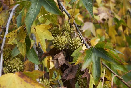 Liquidambar styraciflua colorful foliage and fruit close upの写真素材