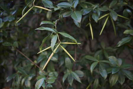 fresh green fruit of Trachelospermum jasminoides climber plant