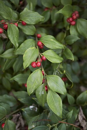 Sarcococca ruscifolia close up with red fresh fruit