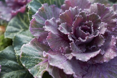 purple and green leaves of Brassica oleracea acephala plantsの写真素材