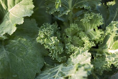 purple and green leaves of Brassica oleracea acephala plantsの写真素材