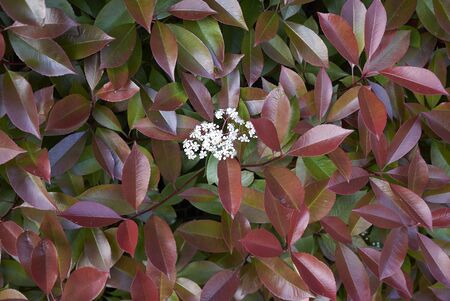 Photiniaの写真素材