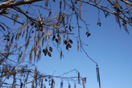 Alnus glutinosa