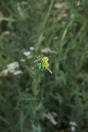 Lactuca serriola spiny leaves close upの写真素材