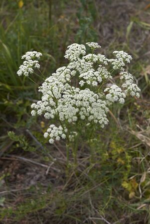 Aethusa cynapium plant with white flowers
