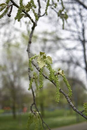 Populus alba tree close up