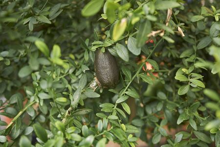 Citrus australasica branch with caviar lime fruitsの写真素材