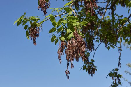 Acer negundo brown fresh fruitの写真素材