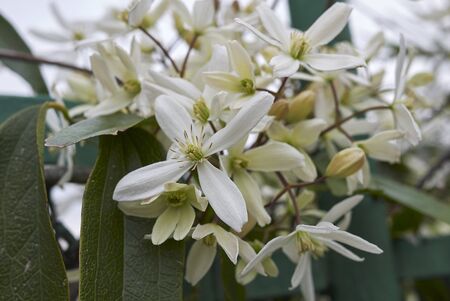 Clematis armandii white blossom