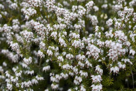Erica carnea white and pink flowers