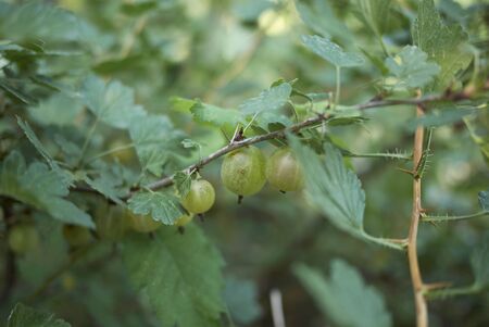 Ribes uva crispa red and white fruits
