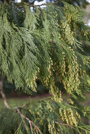 Calocedrus decurrens tree in bloom