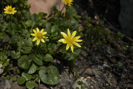Ficaria verna yellow inflorescenceの写真素材