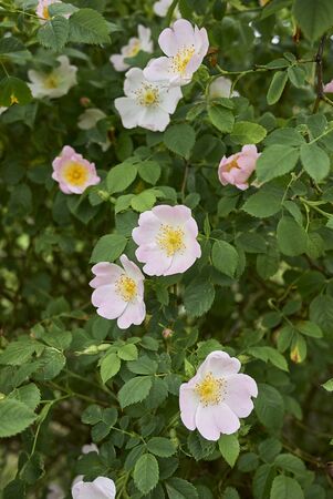 Rosa canina pink inflorescenceの写真素材