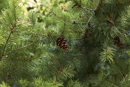 Pseudotsuga menziesii fresh leaves and cones