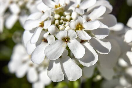 Iberis sempervirens white flowers close upの写真素材