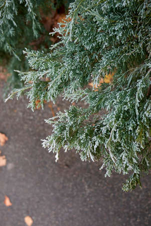 Juniperus scopulorum evergreen shrub close up