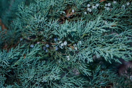 Juniperus scopulorum evergreen shrub close upの写真素材