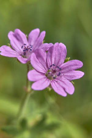 Geranium molle with pink inflorescenceの写真素材