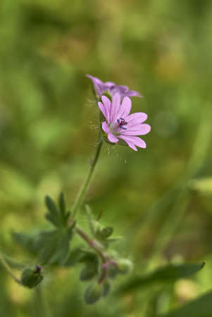Geranium molle with pink inflorescenceの写真素材
