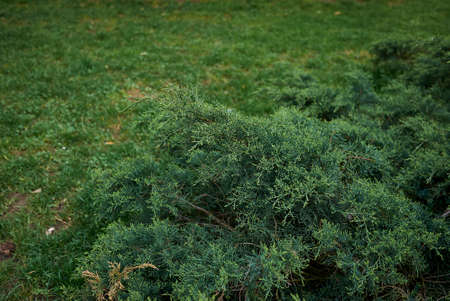 Juniperus virginiana evergreen shrub in a public parkの写真素材