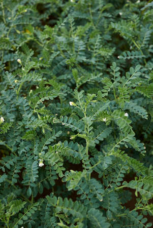 Cicer arietinum agricultural filedの写真素材