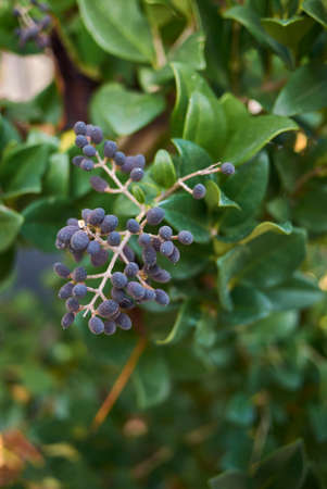 Ligustrum japonicum branch with blue fruit