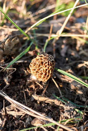Morchella esculenta mushroom close up