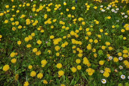 Crepis sancta yellow flowers and green leavesの写真素材