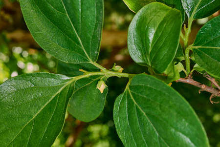 Diospyros kaki branch with flowers