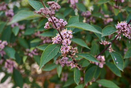 Callicarpa bodinieri shrub in bloomの写真素材