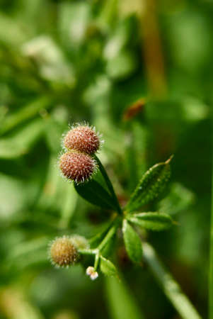 Galium aparine close up with fresh fruitの写真素材