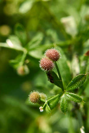 Galium aparine close up with fresh fruitの写真素材