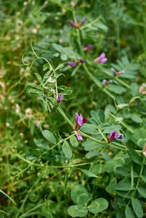 Vicia sativa close up with flowers and fruitの写真素材