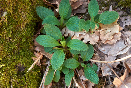 Stachys recta plant with white inflorescence