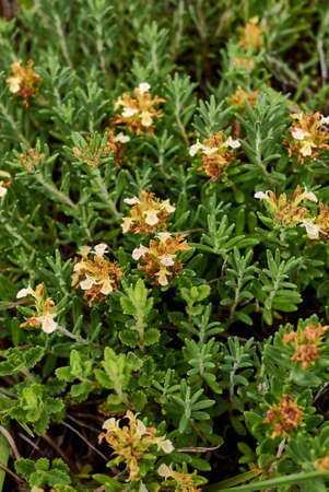 Teucrium montanum flower close upの写真素材