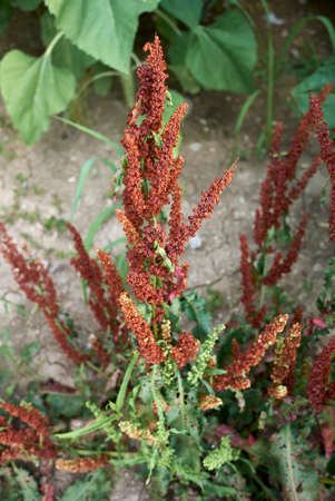 Rumex crispus close up with fresh and dry seeds