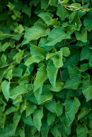 Fallopia baldschuanica fresh leavesの写真素材